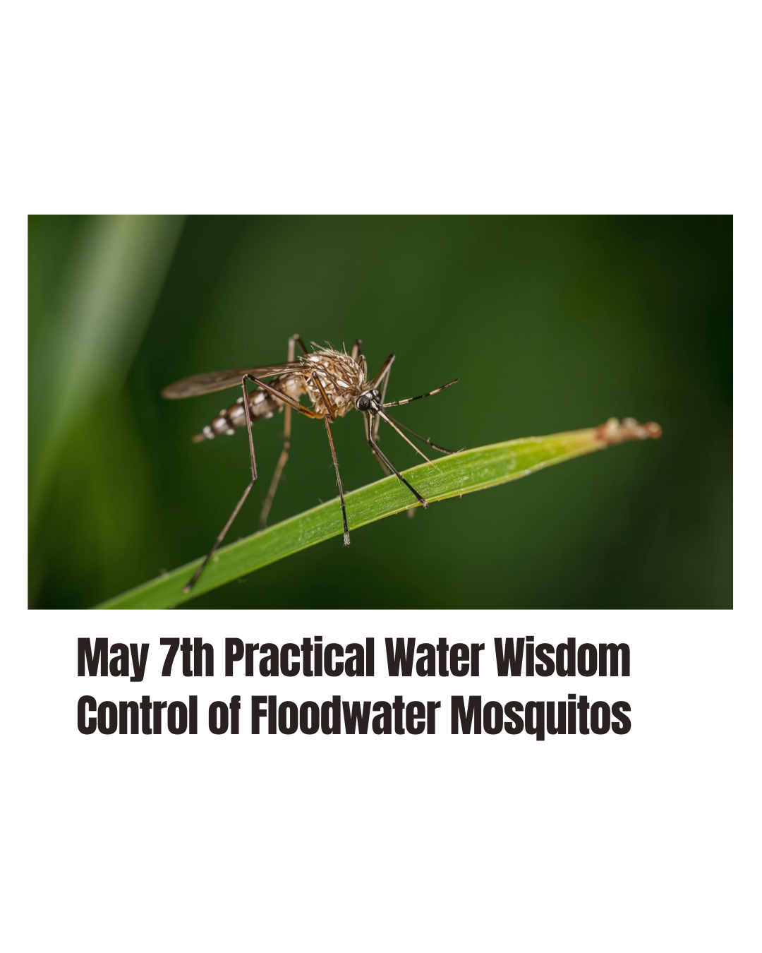 Ecology, Disease Prevention, and Control of Floodwater Mosquitoes